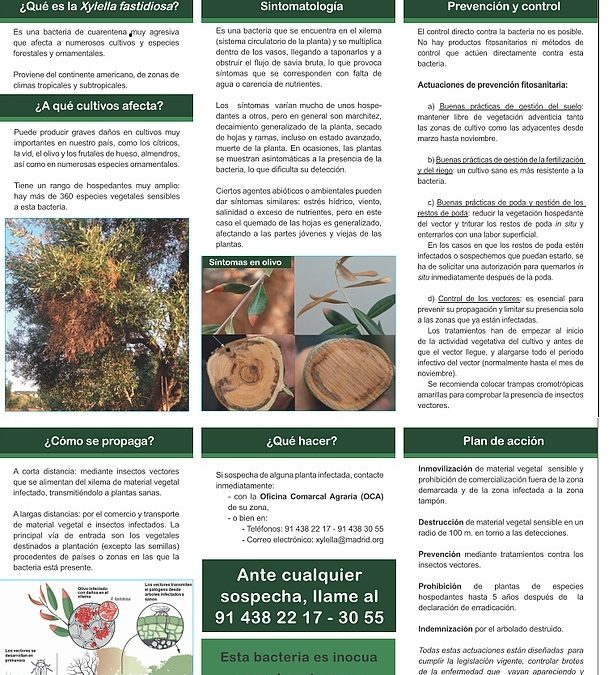 INFORMACION SOBRE LA XYLELLA